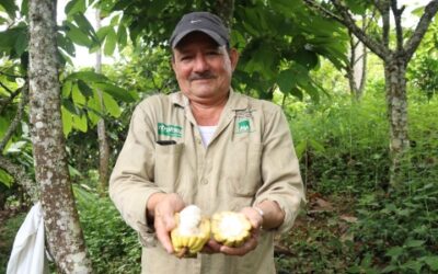 150 pequeños productores recibirán plántulas de cacao, aguacate o naranja