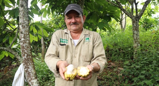 150 pequeños productores recibirán plántulas de cacao, aguacate o naranja
