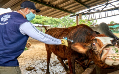 Se inició el primer ciclo de vacunación 2022 contra fiebre aftosa y brucelosis