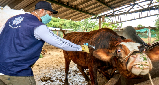 Vacunación contra la fiebre aftosa y brucelosis.