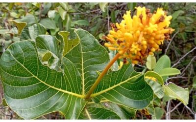 Bucaramanga ya cuenta con un catálogo de especies nativas