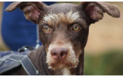 Conozca la ruta de atención para perros y gatos maltratados o abandonados
