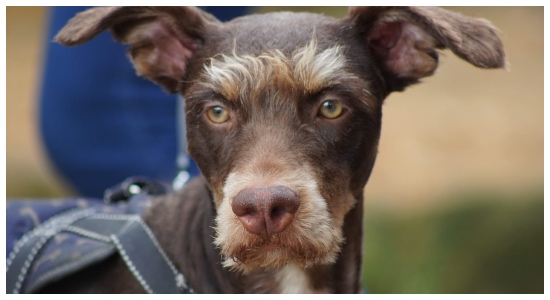 Más de 10 mil perros y gatos vacunados en el primer semestre de 2022