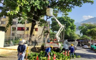 En más de 90 sectores de la ciudad se ha realizado poda de árboles para mejorar la iluminación
