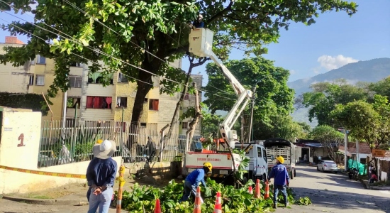 En más de 90 sectores de la ciudad se ha realizado poda de árboles para mejorar la iluminación