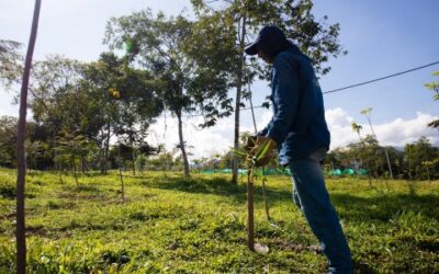 Avanza la siembra de cuatro mil árboles en parques y espacios públicos