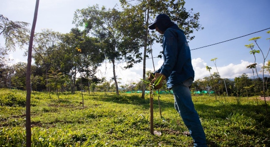 Avanza la siembra de cuatro mil árboles en parques y espacios públicos