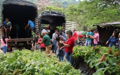 Entregamos más de 19.000 plántulas a productores de Bucaramanga
