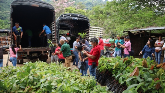 Entregamos más de 19.000 plántulas a productores de Bucaramanga
