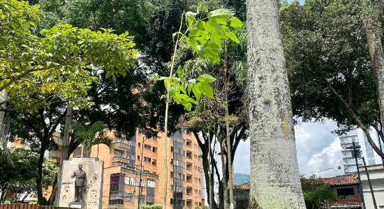 El verde resplandece en el Parque Turbay
