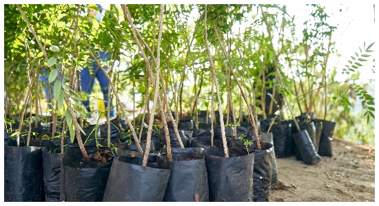 Más de 600 árboles nativos buscan un espacio para su siembra