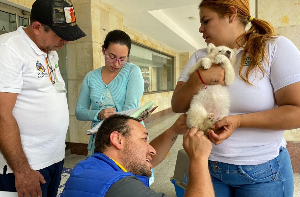 Dos perros, que eran comercializados de manera ilegal, fueron rescatados y aprehendidos