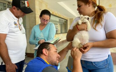 Dos perros, que eran comercializados de manera ilegal, fueron rescatados y aprehendidos