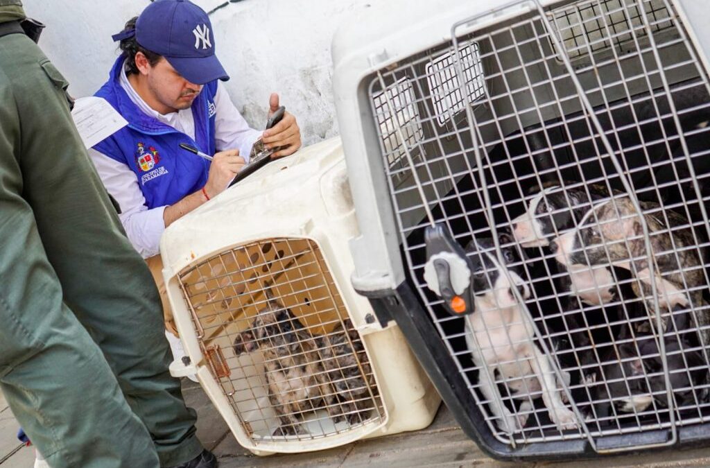 Ocho multas y más de 40 aprehensiones por maltrato animal en Bucaramanga