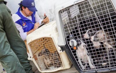Ocho multas y más de 40 aprehensiones por maltrato animal en Bucaramanga