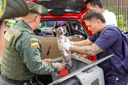 Aprehendimos y rescatamos 21 animales que eran comercializados de forma ilegal