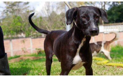 ¿Quiere adoptar una mascota? Este domingo podrá hacerlo en el Parque de la Vida