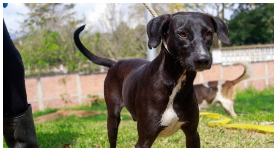 ¿Quiere adoptar una mascota? Este domingo podrá hacerlo en el Parque de la Vida