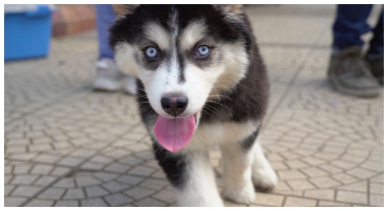 Disfruta con tu mascota del Primer Festival ‘Expo Pet Lovers’