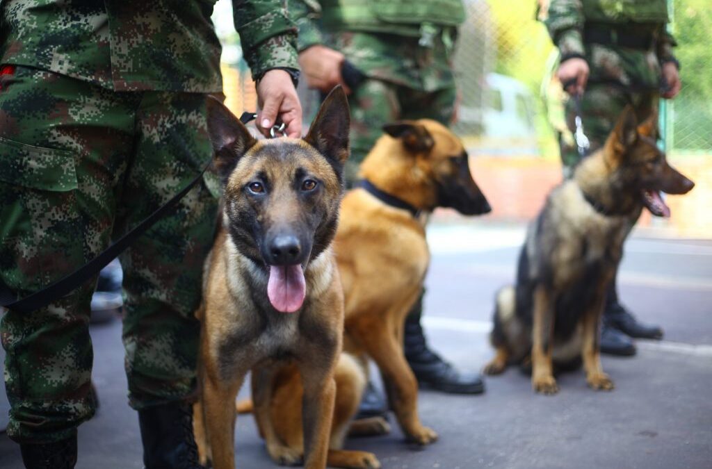 Alcaldía de Bucaramanga entregó 11 caninos antinarcóticos al Ejército Nacional
