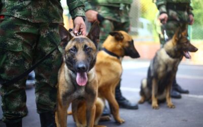 Alcaldía de Bucaramanga entregó 11 caninos antinarcóticos al Ejército Nacional