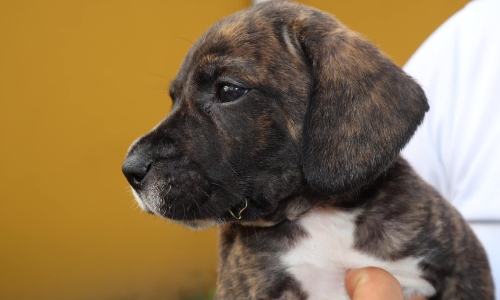 Jornada de adopción de animales en Bogotá este domingo 19 de febrero