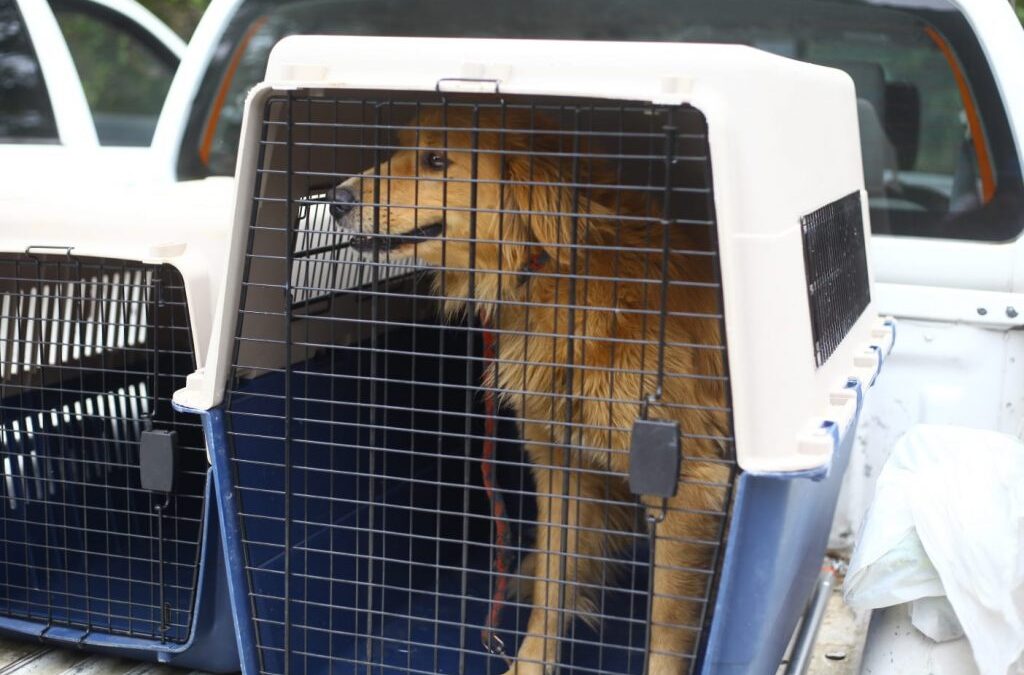 25 animales rescatados y $12 millones en multas por maltrato animal en lo que va del año