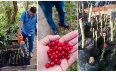 Conozca las plantas endémicas que se siembran en parques y puntos estratégicos de Bucaramanga
