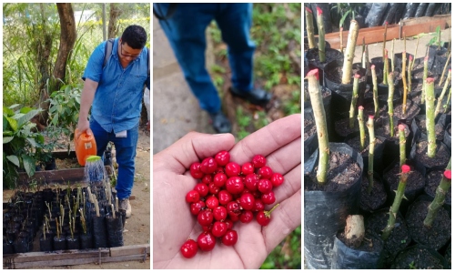 Conozca las plantas endémicas que se siembran en parques y puntos estratégicos de Bucaramanga