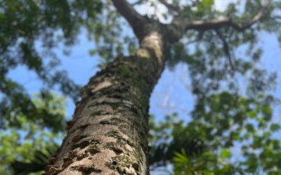 En Bucaramanga somos tan especiales que tenemos nuestro propio árbol