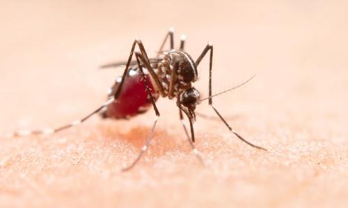 Bucaramanga en zona de alerta por aumento de casos de dengue