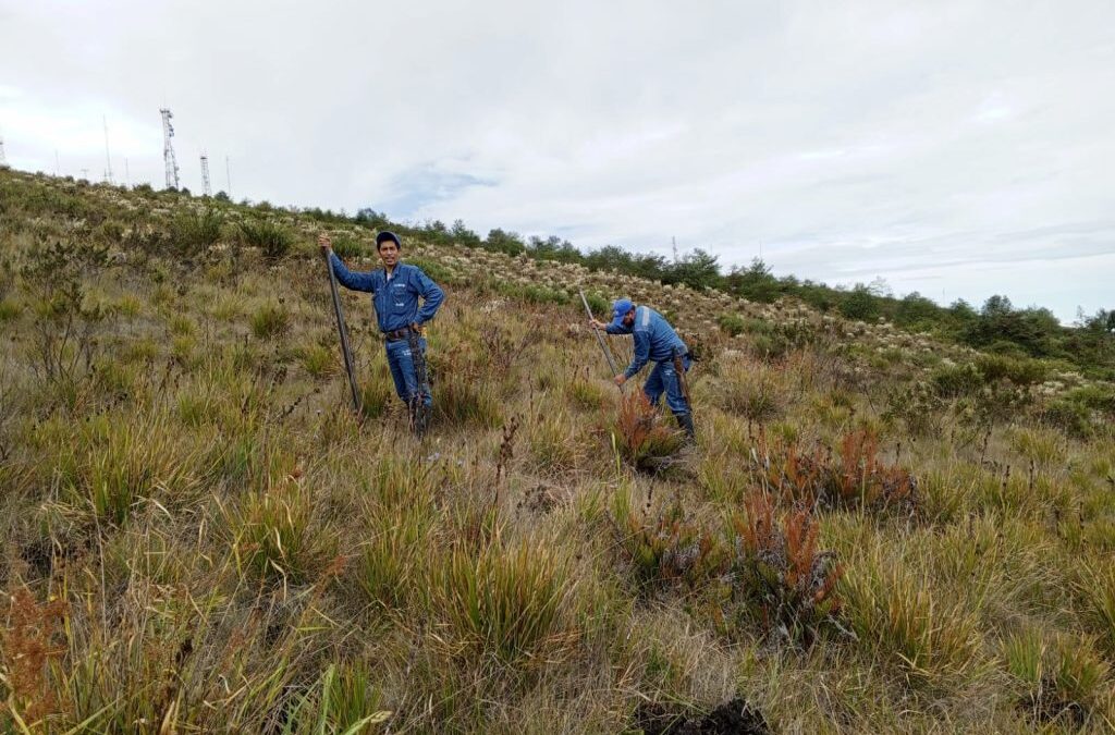 ¡Llegó la hora! Hoy sembraremos 400 frailejones más en el Páramo de Santurbán