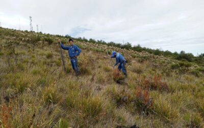 ¡Llegó la hora! Hoy sembraremos 400 frailejones más en el Páramo de Santurbán