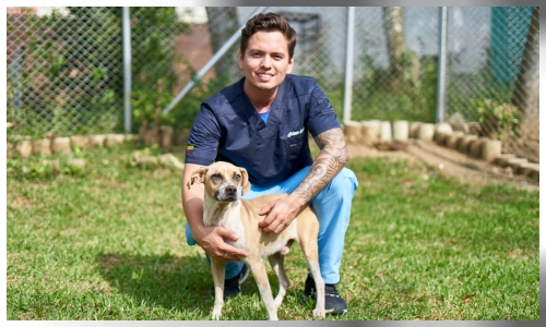 Más de 18 mil esterilizaciones gratuitas se han realizado a perros y gatos en Bucaramanga