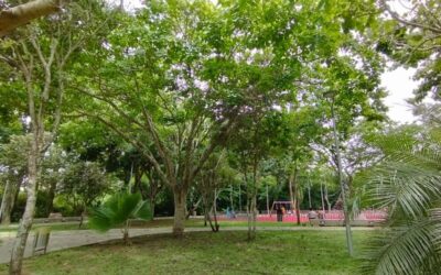 Hoy es el Día Mundial del Árbol: Bucaramanga tiene 71.406