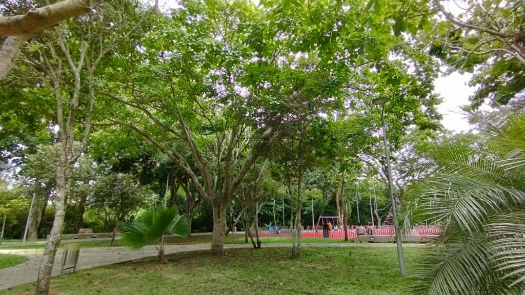 Hoy es el Día Mundial del Árbol: Bucaramanga tiene 71.406