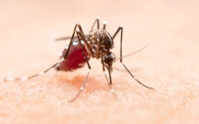Así puede prevenir el dengue en su hogar