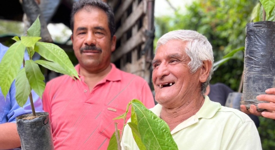 Campesinos se beneficiaron con 63 mil plántulas de cacao y café