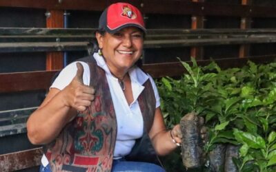 Un centenar de campesinos recibirán plántulas de aguacate y cítricos