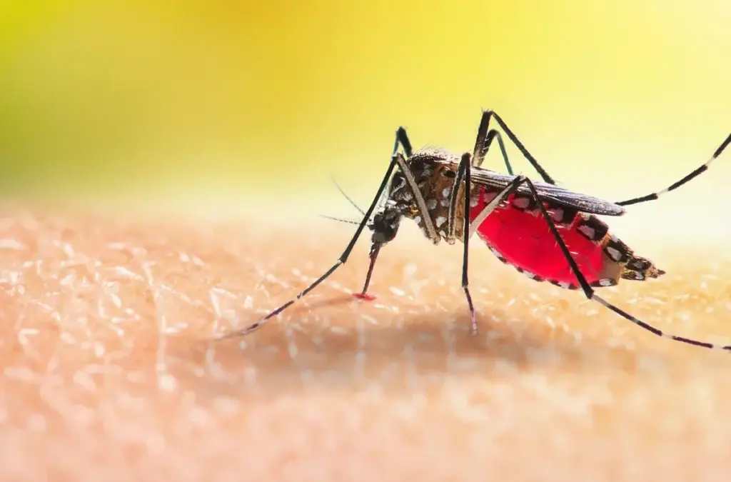 ¡No baje la guardia! Así puede prevenir el dengue