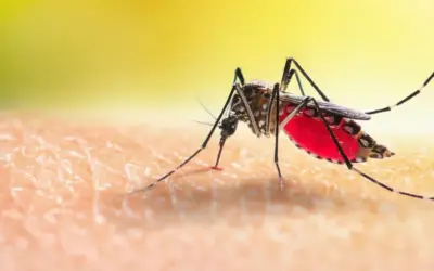 Ya van 1.094 casos de dengue en Bucaramanga