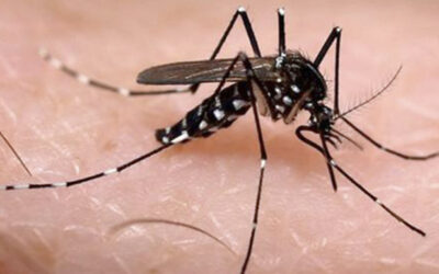 Cada semana se notifican 39 casos de dengue en Bucaramanga