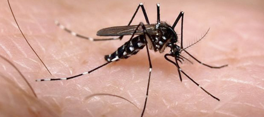 Ya van más de 2.700 casos de dengue en Bucaramanga