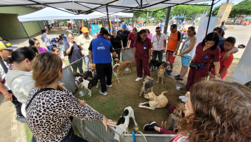 Este 19 y 26 de noviembre habrá jornada de adopción animal en la UBA