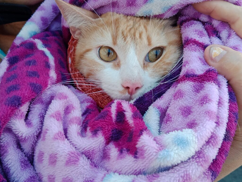 Cerca de 50 mascotas de habitantes en calle y comunidad en general participaron en esta jornada de bienestar animal.