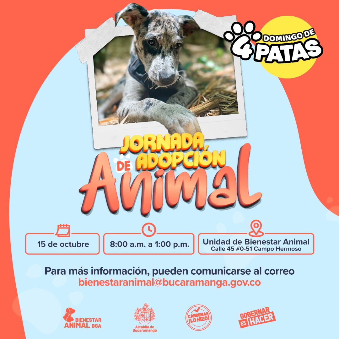 Rocco Móvil Traslado para mascotas, la solución para los animalitos lisiados