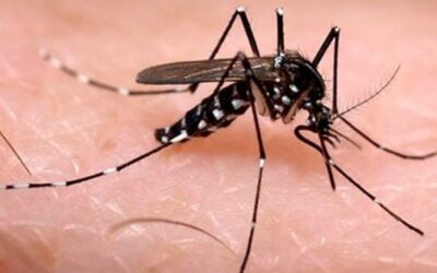 Bucaramanga declara alerta amarilla hospitalaria por aumento de casos de dengue