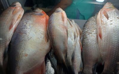 Ya viene Semana Santa: Alcaldía intensificacontrol sanitario en plazas de mercado
