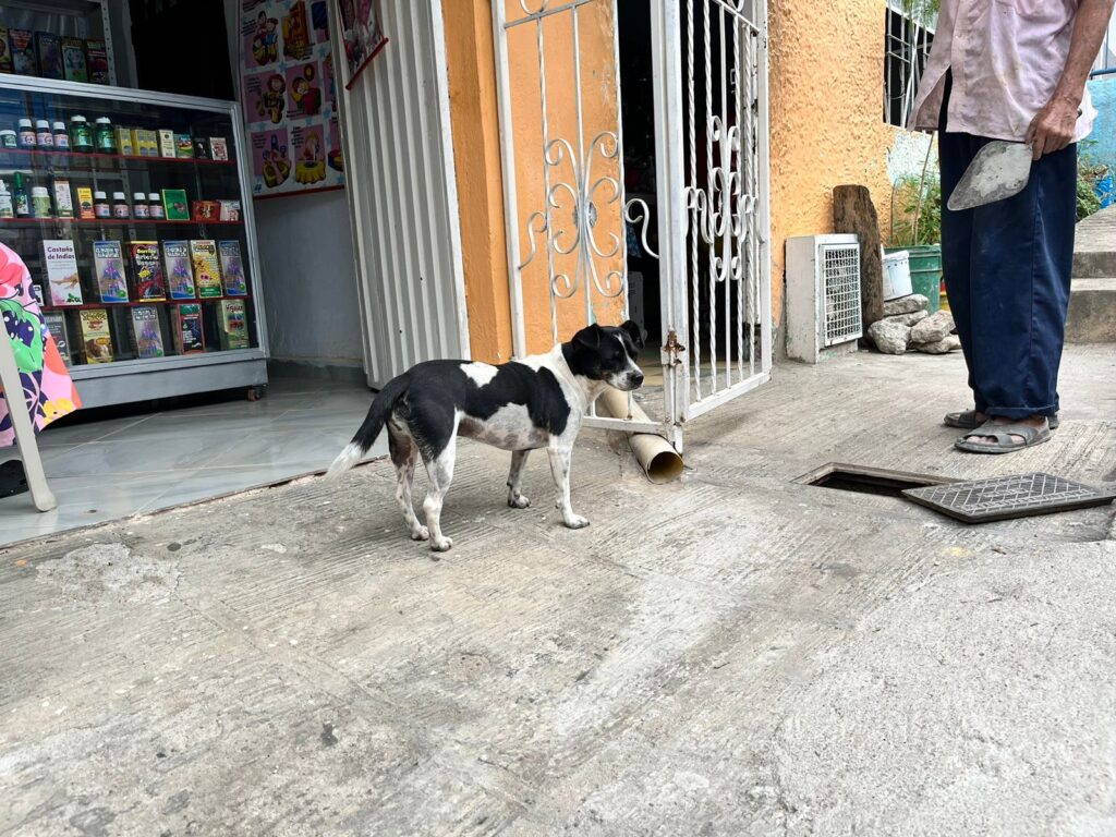Imagen perrito en la calle