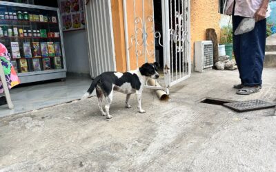 No cesan las denuncias por abandono de animales
